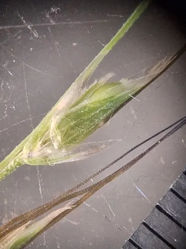 Australian Wallaby Grass