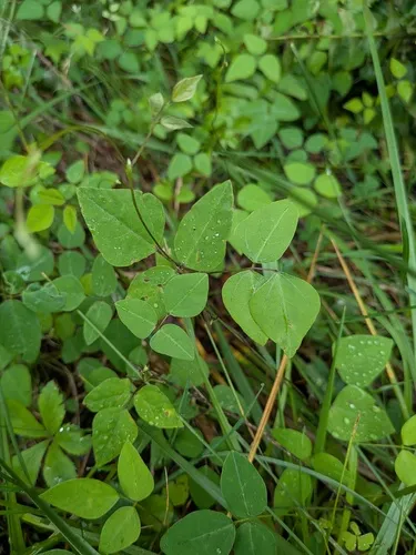American Hogpeanut (var. comosa) — photo by stephen