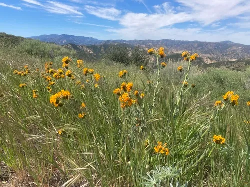 Douglas' Fiddleneck