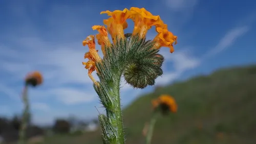 Eastwood's Fiddleneck