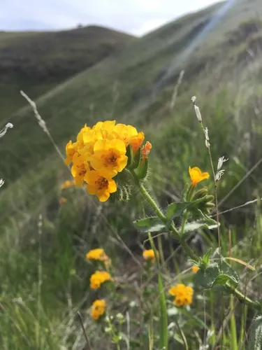 Largeflowered Fiddleneck