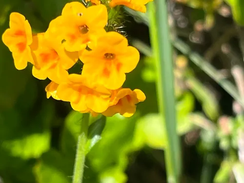 Bentflower Fiddleneck