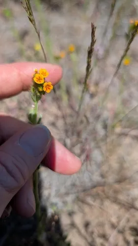 Tarweed Fiddleneck