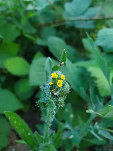 Menzies' Fiddleneck