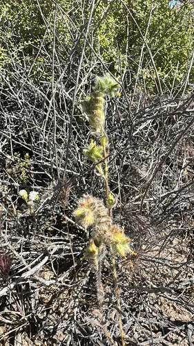 Bristly Fiddleneck