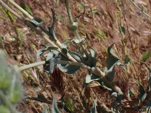 Green Fiddleneck