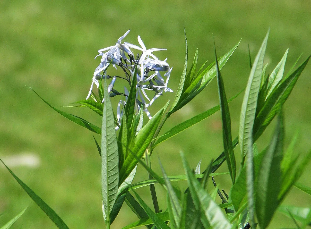 Fringed Bluestar (var. ciliata) — photo by Agnieszka Kwiecień, Nova