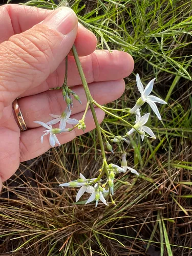 Fringed Bluestar