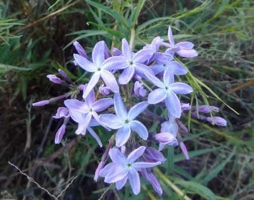 Arizona Bluestar