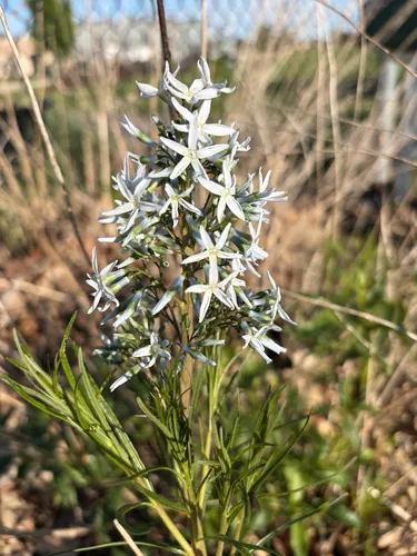 Hubricht's Bluestar