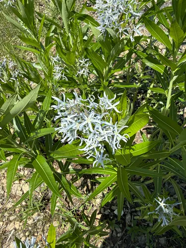 Ozark Bluestar — photo by Emily