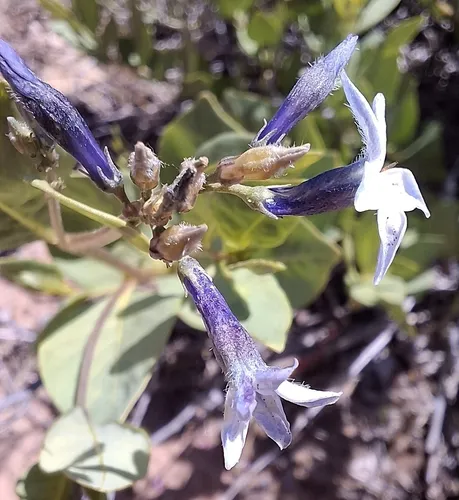 Jones' Bluestar