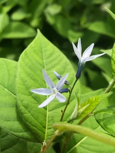 Louisiana Bluestar — photo by thesoulflowers