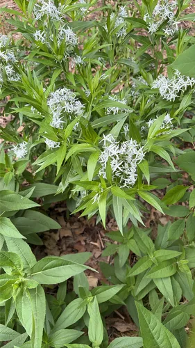 Eastern Bluestar