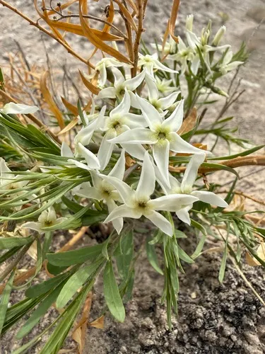 Feltleaf Bluestar