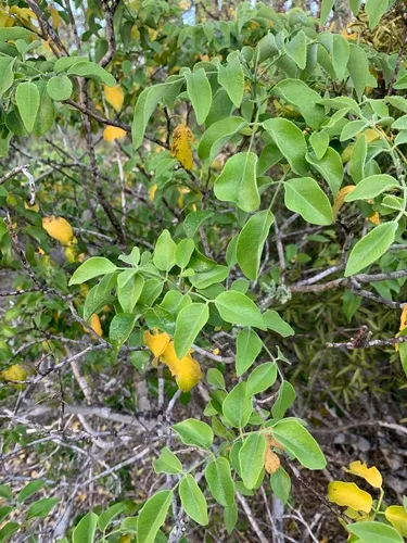 Balsam Torchwood