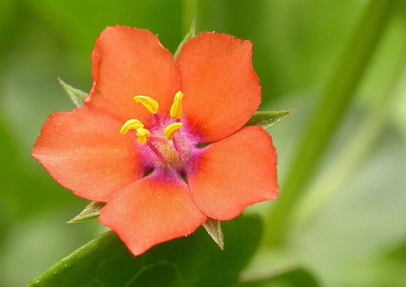 Scarlet Pimpernel (subsp. arvensis) — photo by Jean-Jacques MILAN