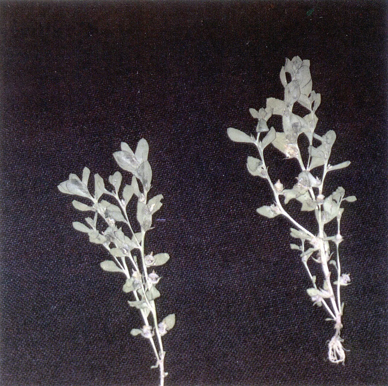 Chaffweed