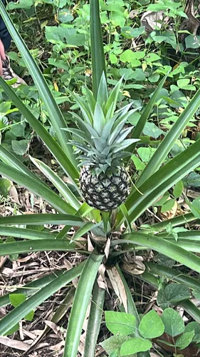 Pineapple — photo by jadenmorin7