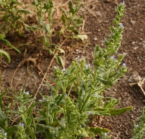 Small Bugloss