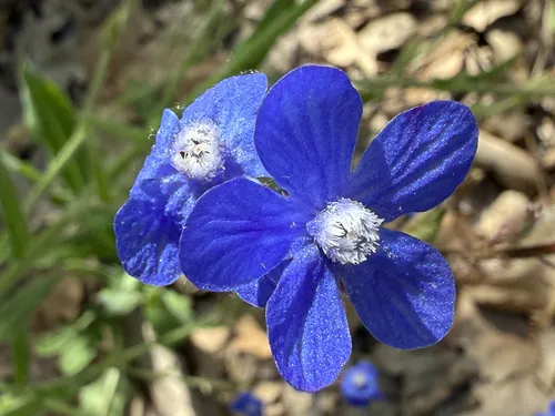 Italian Bugloss — photo by Luis de Ossorno