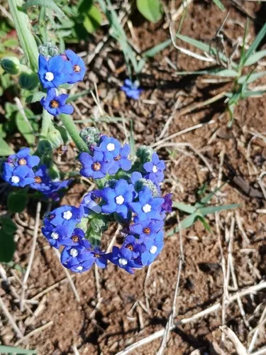 Cape Bugloss