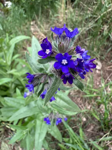 Common Bugloss