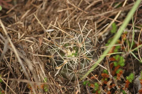 Shorthook Fishhook Cactus — photo by catarinaaaa