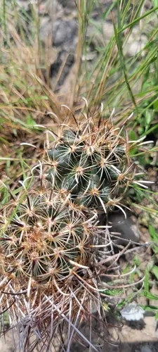 Scheer's Fishhook Cactus