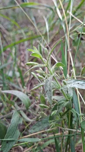 False Waterwillow — photo by S.MORE