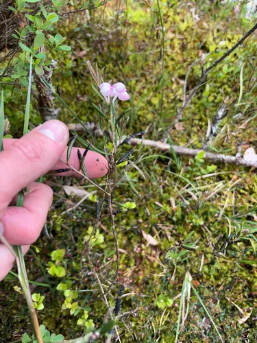 Bog Rosemary (var. glaucophylla) — photo by Andreas Schneider