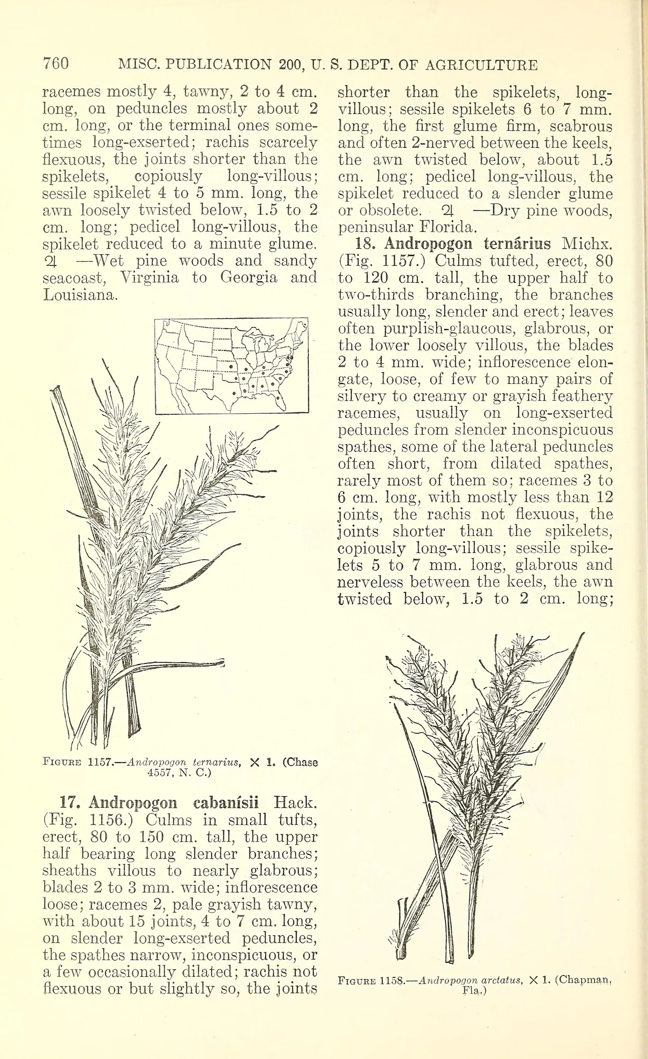 Pinewoods Bluestem — photo by Chase, Agnes; Hitchcock, A. S.