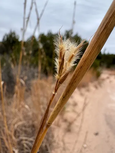 Sand Bluestem — photo by Jerry Hamby
