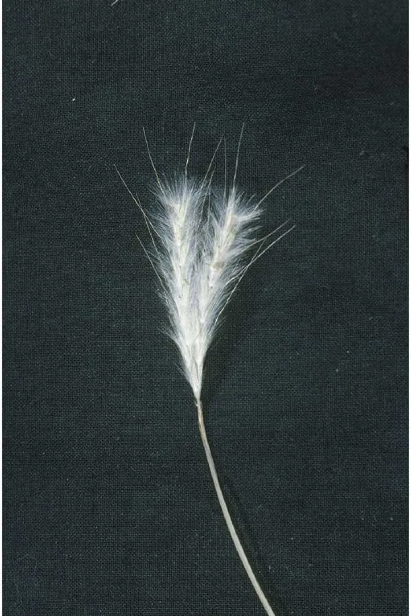 Splitbeard Bluestem — photo by Robert H. Mohlenbrock. USDA NRCS.