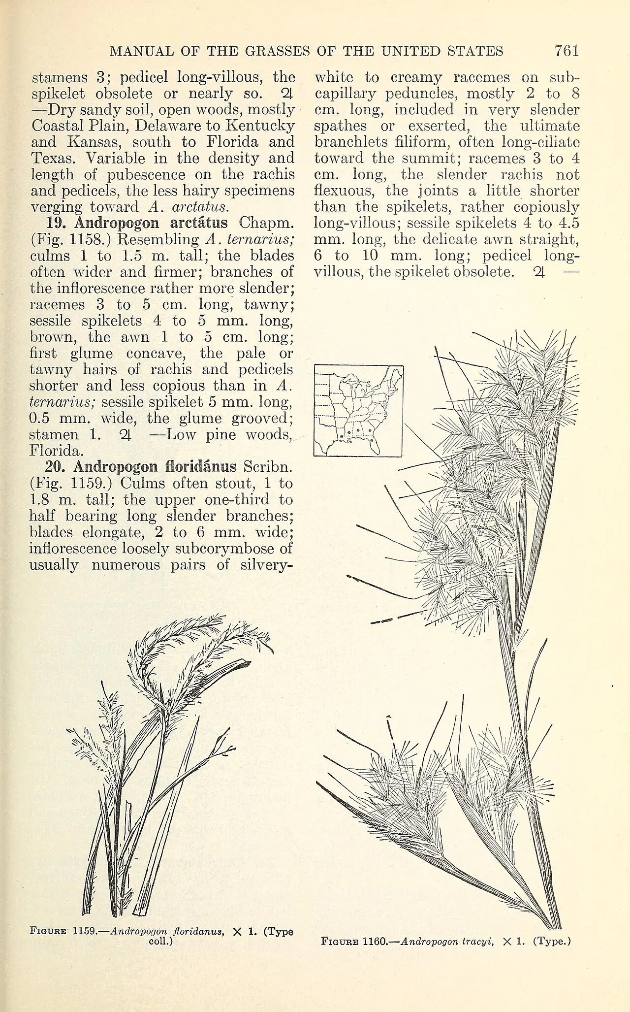 Tracy's Bluestem — photo by Chase, Agnes; Hitchcock, A. S.