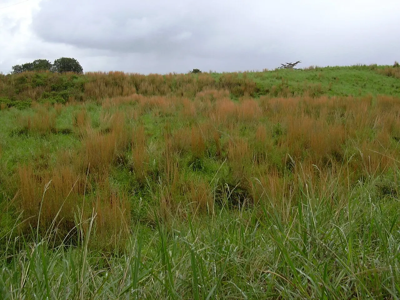 Broomsedge Bluestem — photo by Forest & Kim Starr
