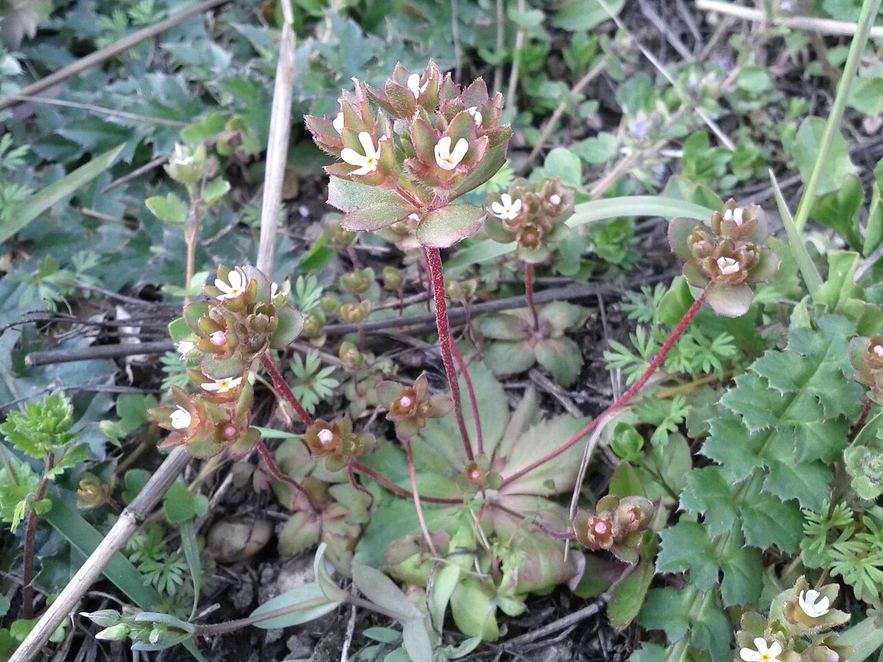 Greater Rockjasmine