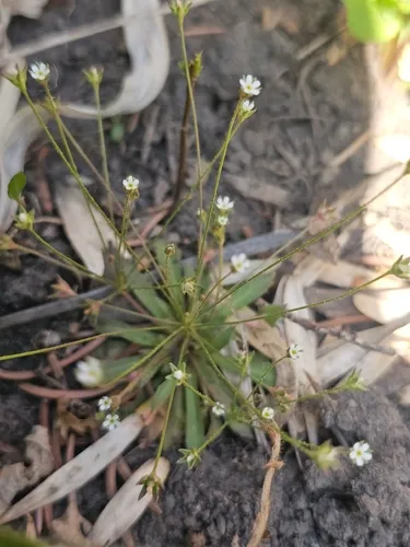 Pygmyflower Rockjasmine