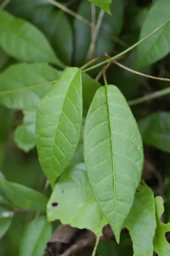 Natal Plum — photo by P Acevedo