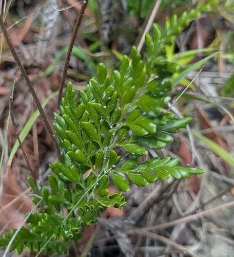 Pineland Fern