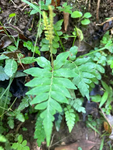 Streambank Flowering Fern