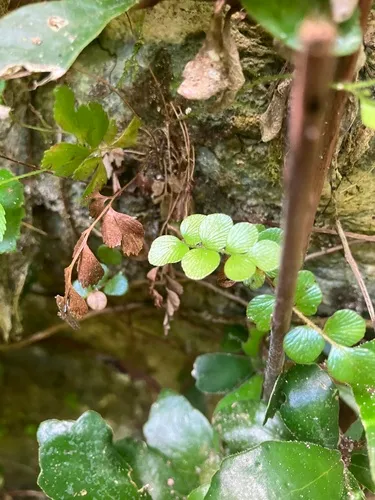 Puerto Rico Flowering Fern