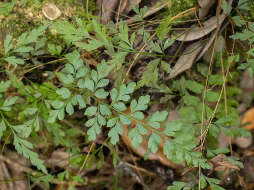 Wright's Flowering Fern — photo by Turner Brockman