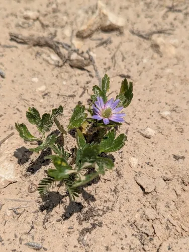 Tenpetal Thimbleweed — photo by 🌱 Aaron Lincoln 🌱