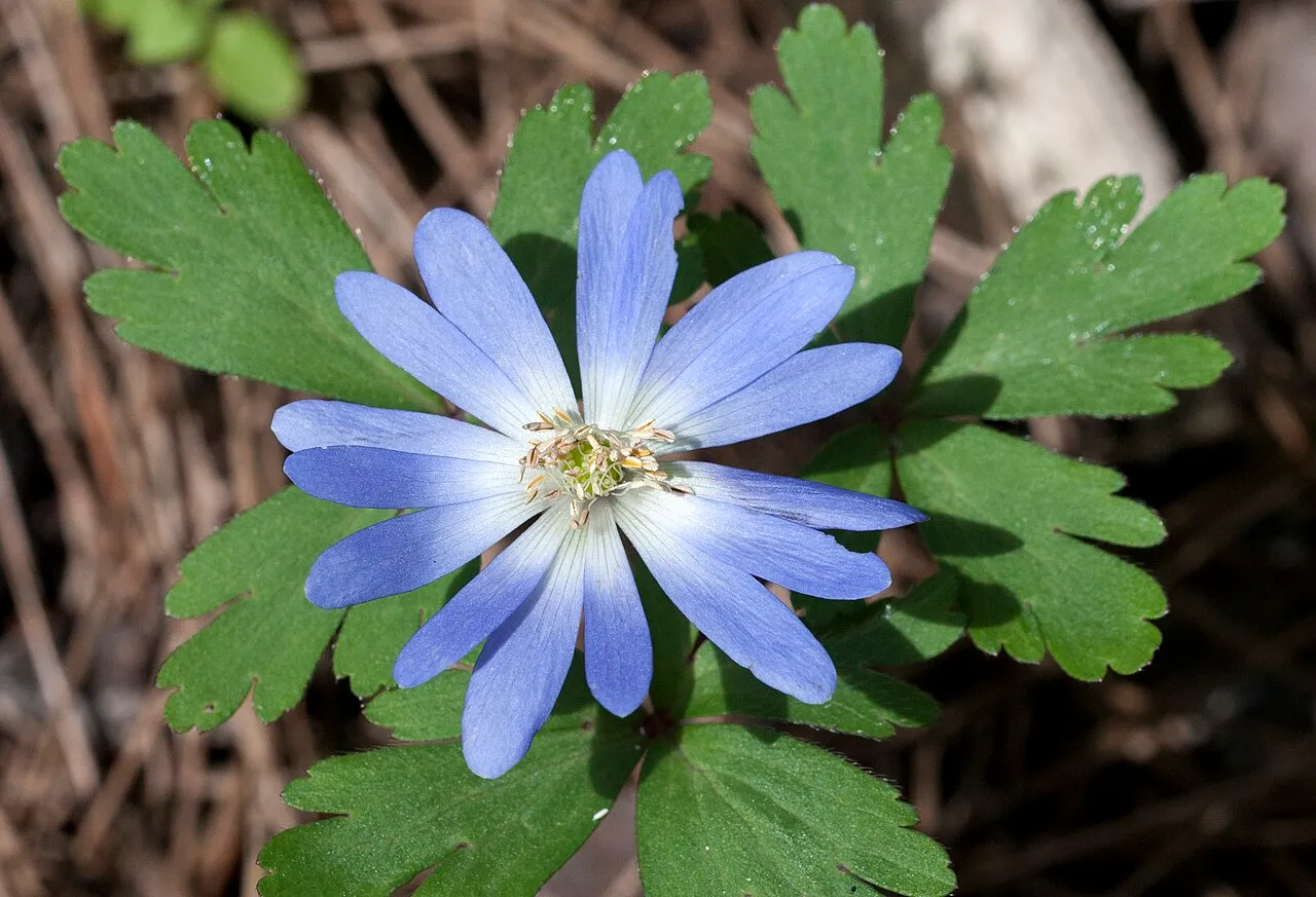 Greek Thimbleweed — photo by Zeynel Cebeci