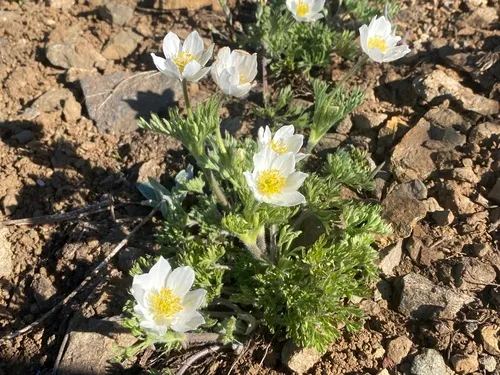Drummond's Anemone