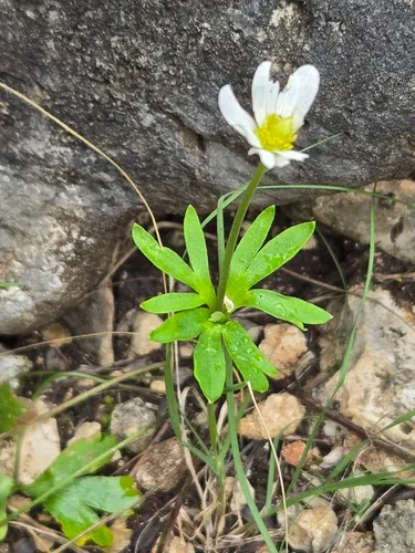 Edwards Plateau Thimbleweed