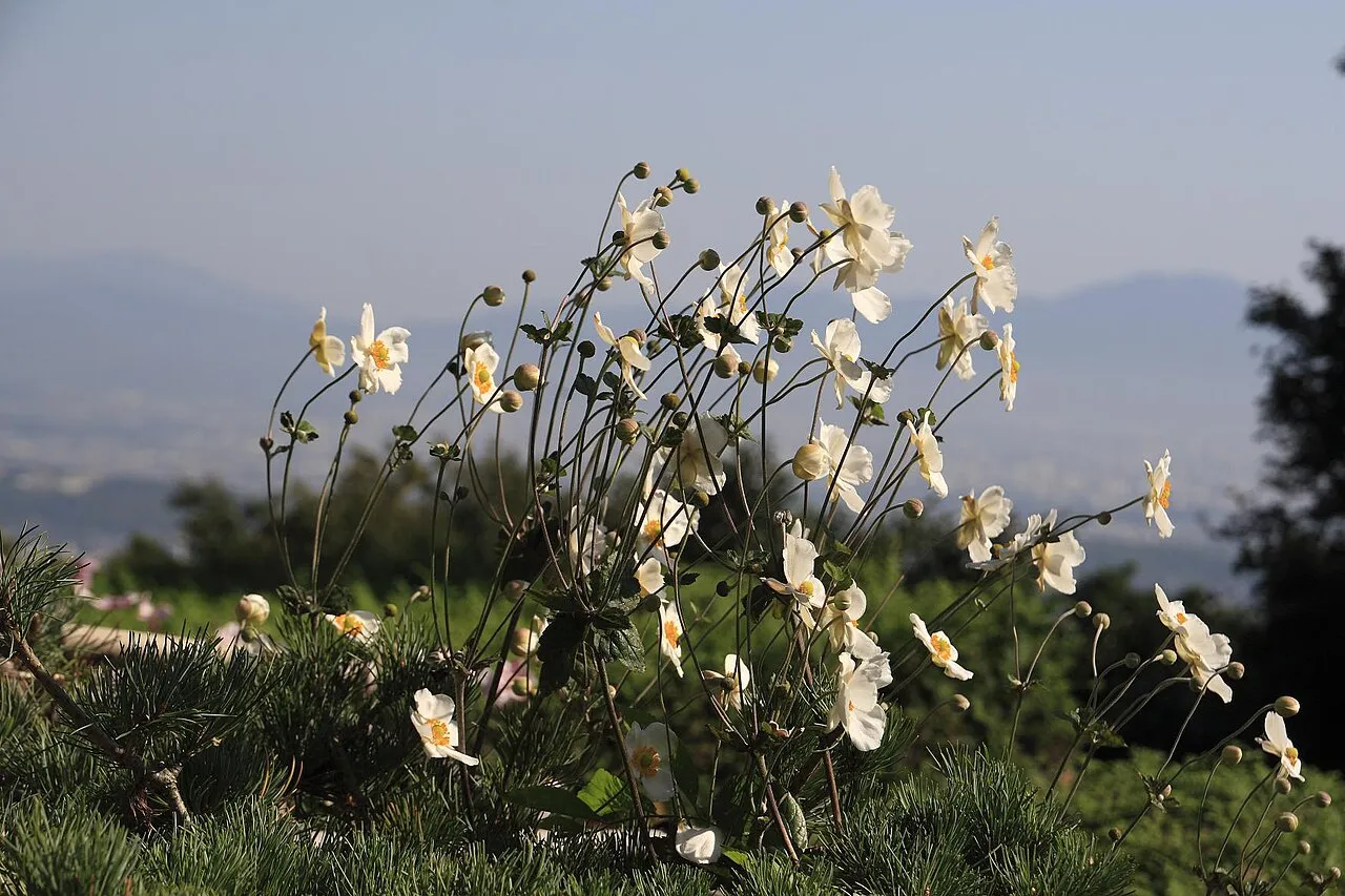 Japanese Thimbleweed (var. japonica) — photo by Taekotukide