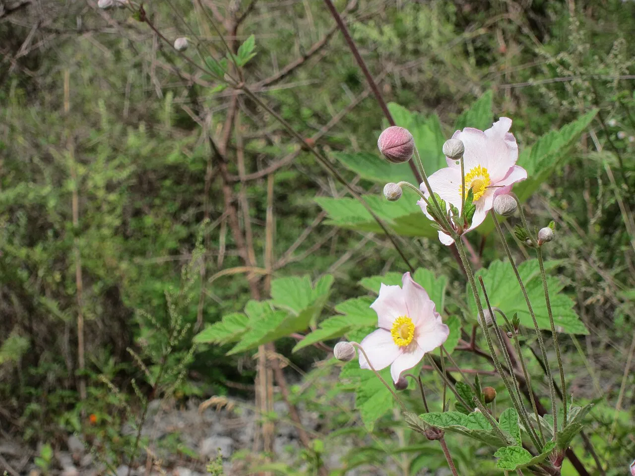 Japanese Thimbleweed — photo by Kuruman from Tokyo, Japan