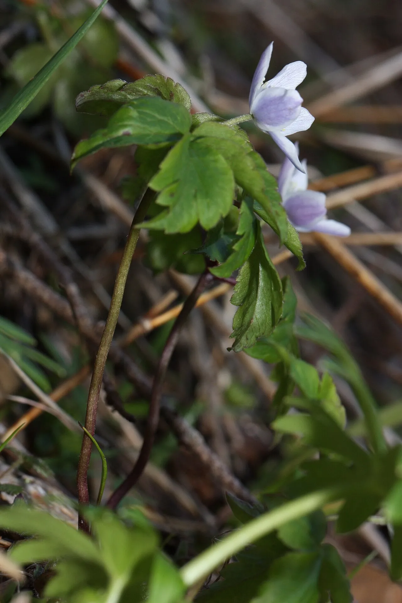 Little Mountain Thimbleweed — photo by Walter Siegmund (talk)